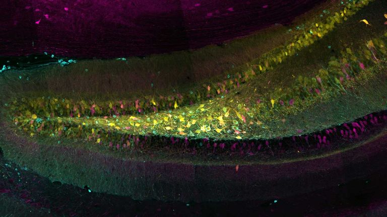 Molecular and Cellular Neuroscience Image