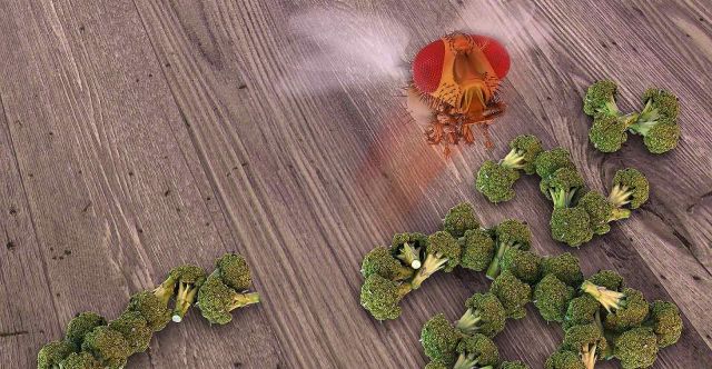 A new study demonstrated that fruit flies are indifferent to low calcium and averse to high levels. Credit: Peter Allen