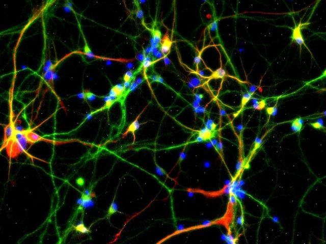 Center for Stem Cell Biology and Engineering Image