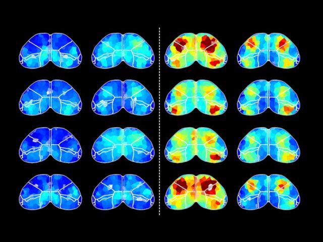 Dynamical Neuroscience Graduate Program